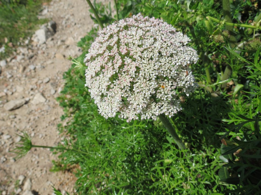 Daucus carota (incluso Daucus gingidium)